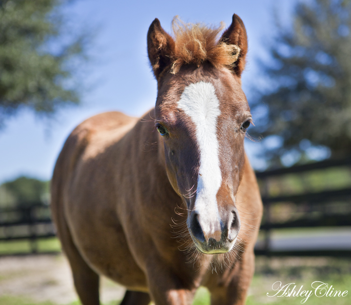 Baby Pony Foals at Sugarbrook Farm