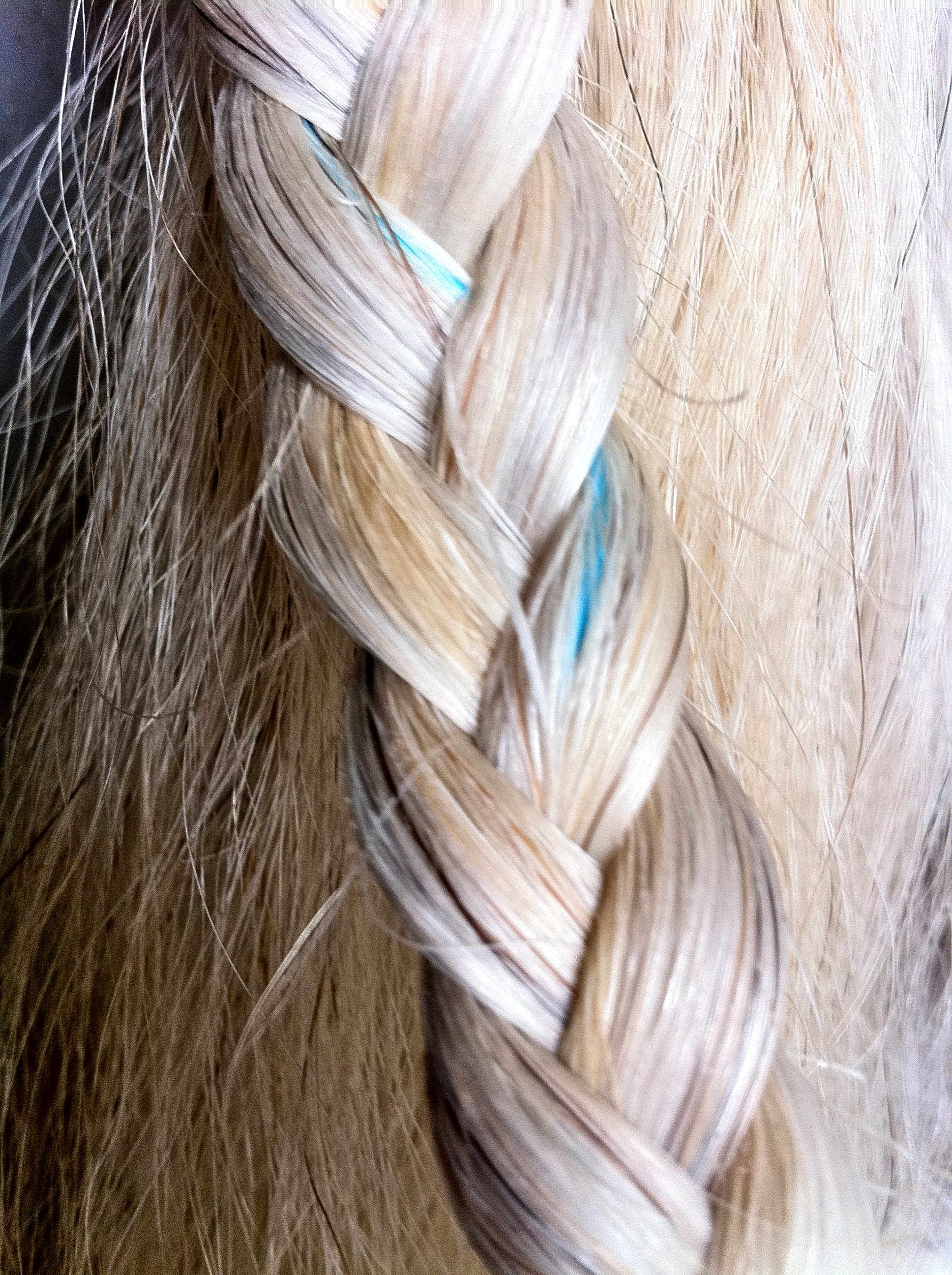 Med Tech. Запись со стены. | Horse hair braiding, Horse braiding, Horse hair