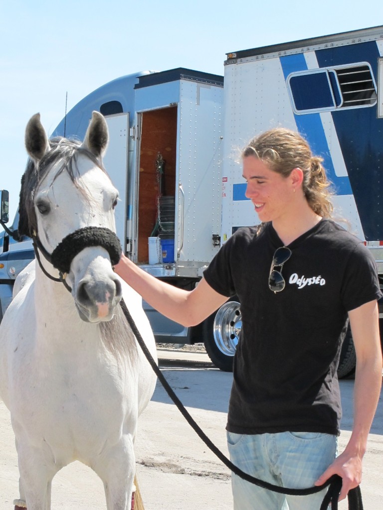 Cavalia Horse 