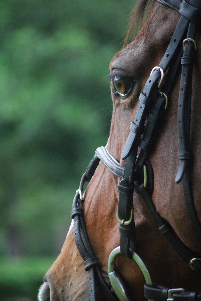 Featuring Equestrian Tack: Photography by Morgan German