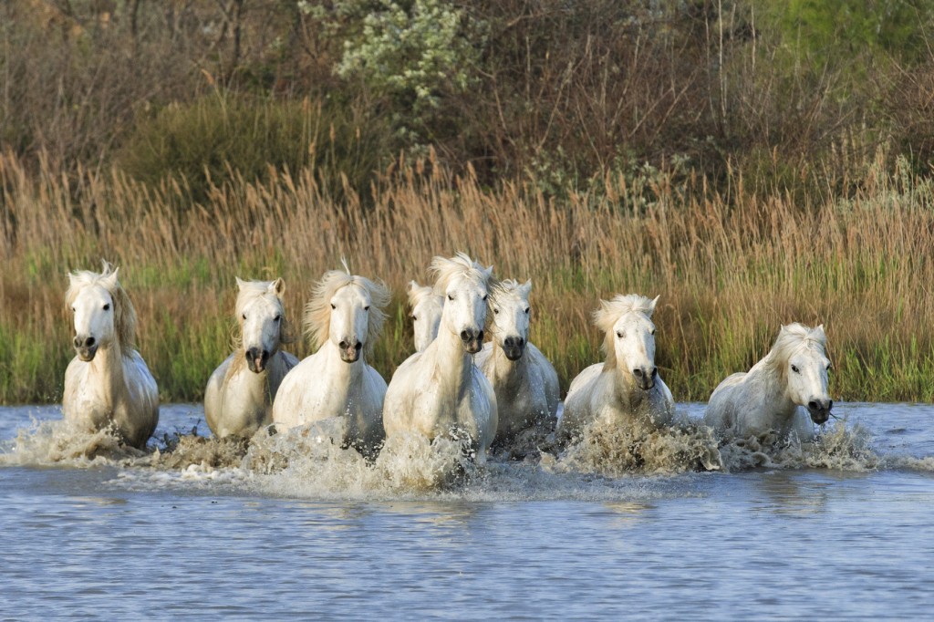 Featuring Kathy Cline Photography: Horses of Camargue