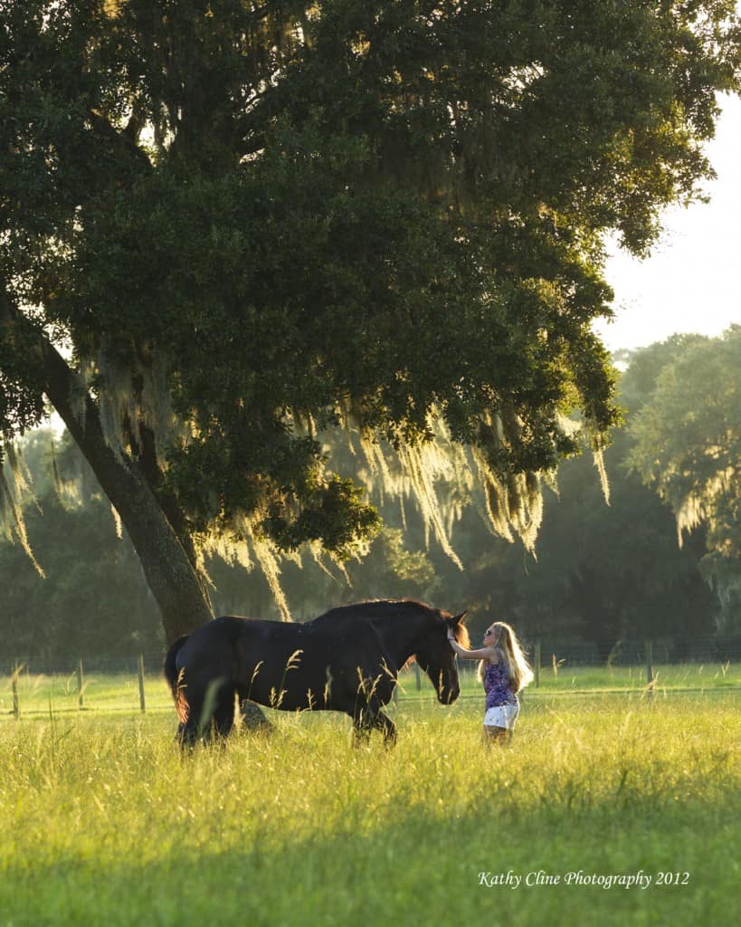 Sunset Draft Horse Photography by Kathy Cline