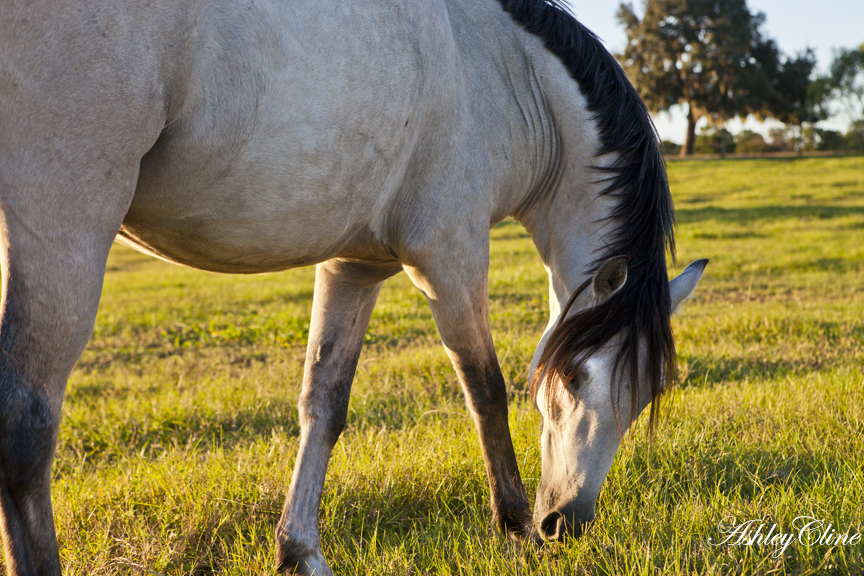 A Sunset Pony at Sugarbrook Farm by Ashley Cline