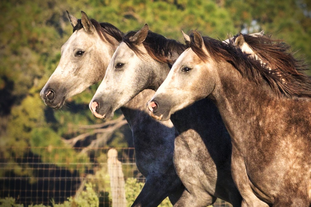 Fall Colored Ponies and Golden Hues