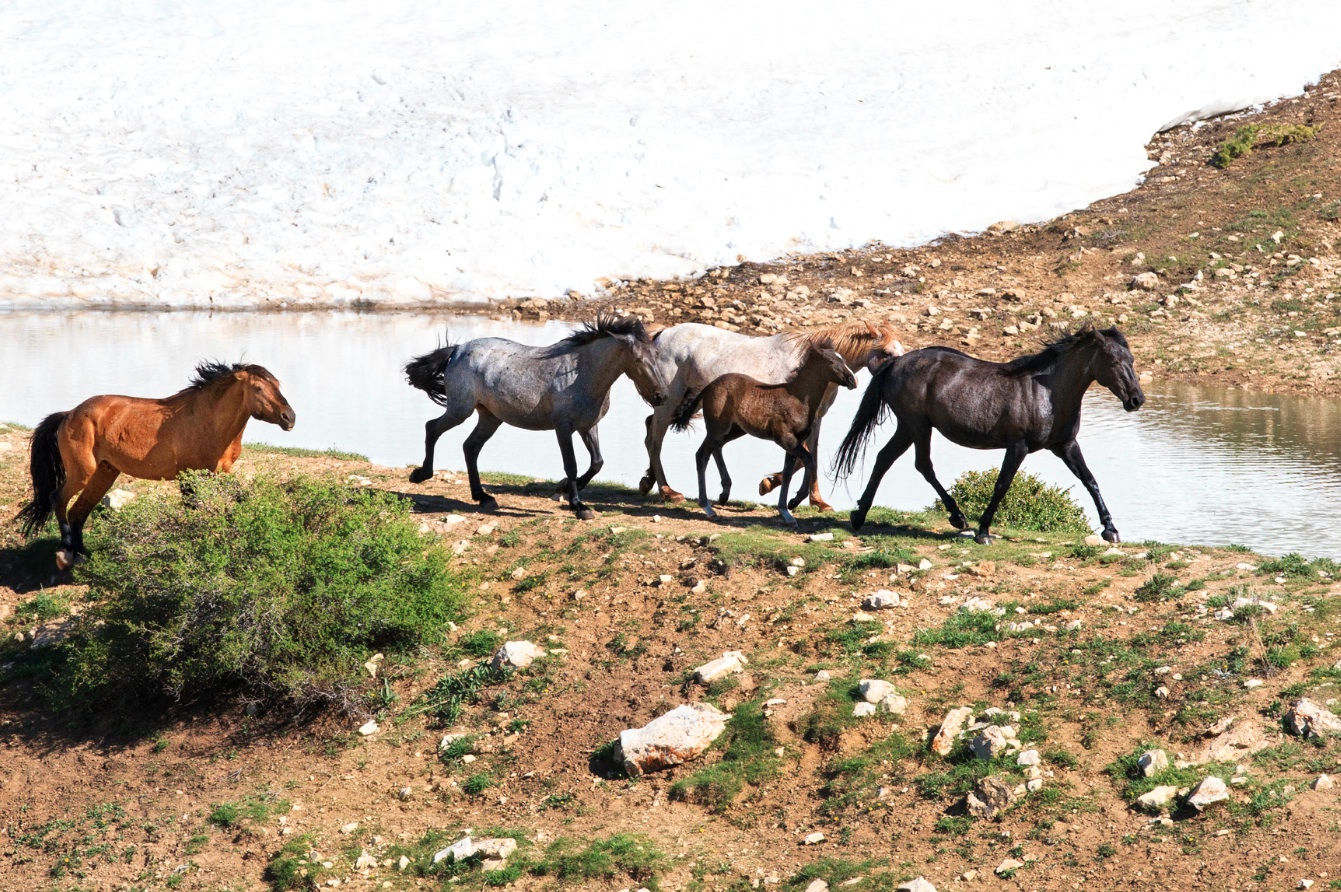 Wild Mustangs of Pryor Mountains