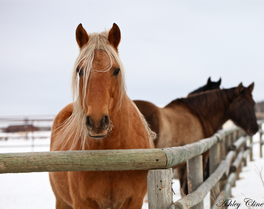 Winter Horse Photography by Ashley Cline