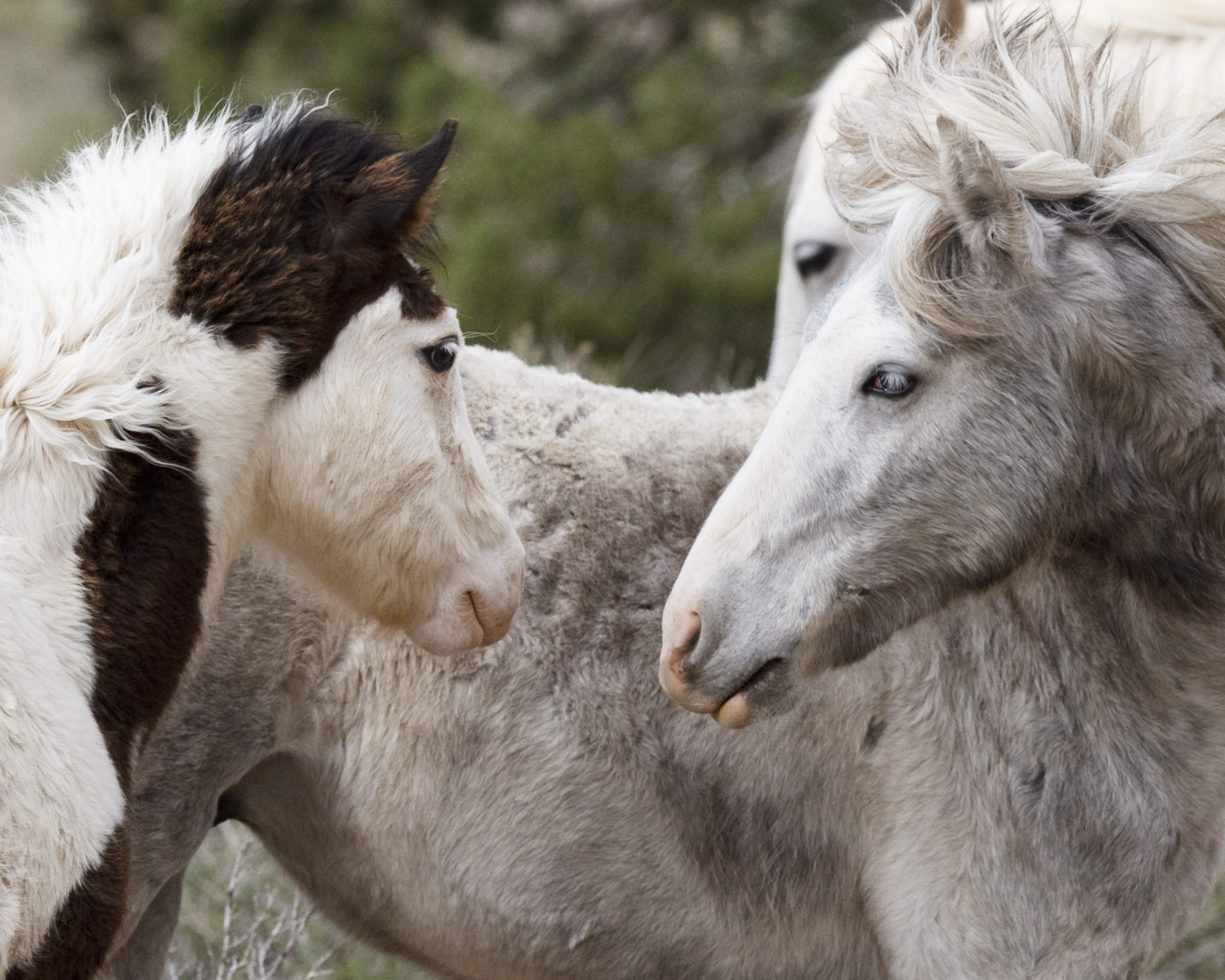 Wild Horse Foals