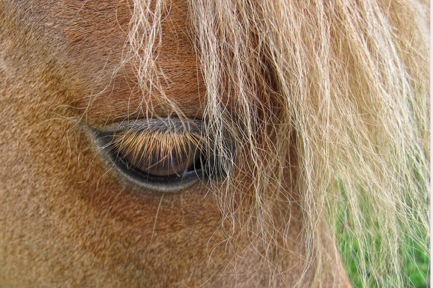 >A few Pony Eyes