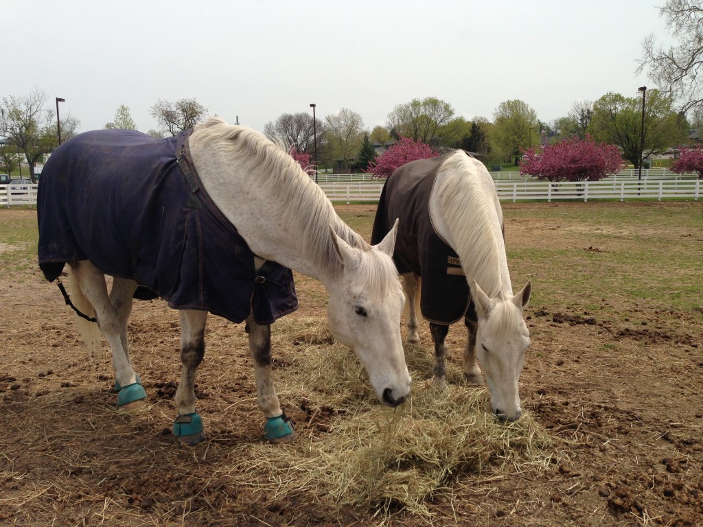 GreyHorsesRolex