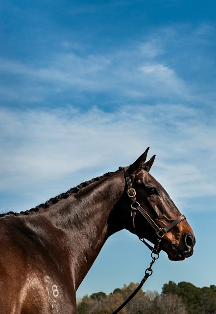 Horse Portraits By Charleston Photographer Gregg Lambton-Carr
