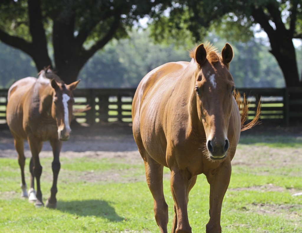 2WalkingPonies