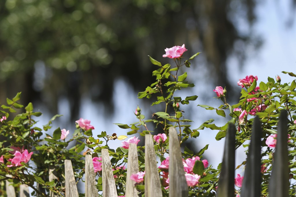 FenceFlowers