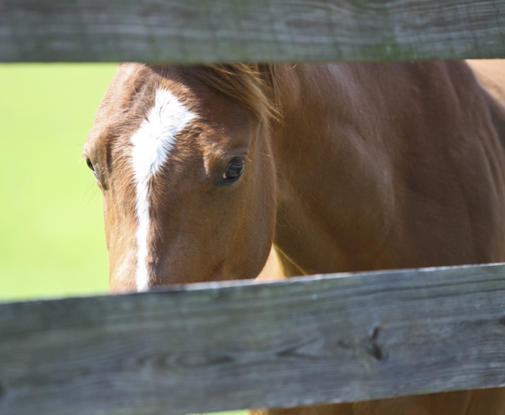 Peekabufence