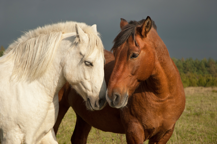 horses kissing