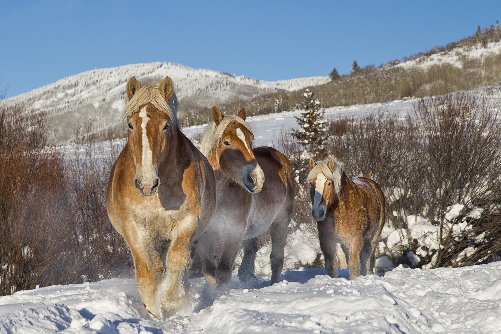 Winter Wonderland Horses by Kathy Cline