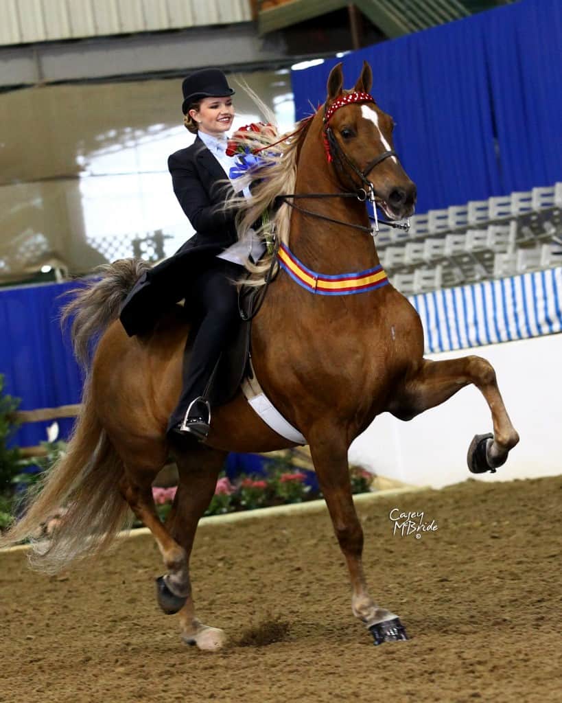 Hannah Houske is an avid American Saddlebred rider and Champion equestrian.  Annually, she competes at The Pin Oak Charity Horse Show and is often sporting tri-color champion ribbons.  She is pictured at the 68th Pin Oak Charity Horse Show riding Cloverleaf Master and Commander in the Amateur Park Championship. Photo Credit: Casey McBride