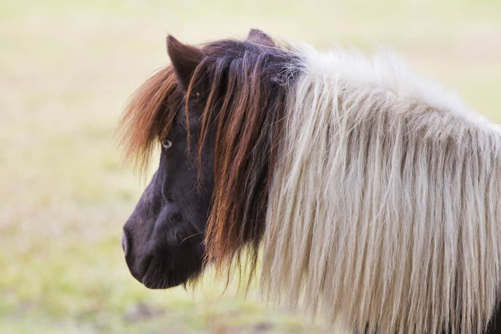 Minihorse