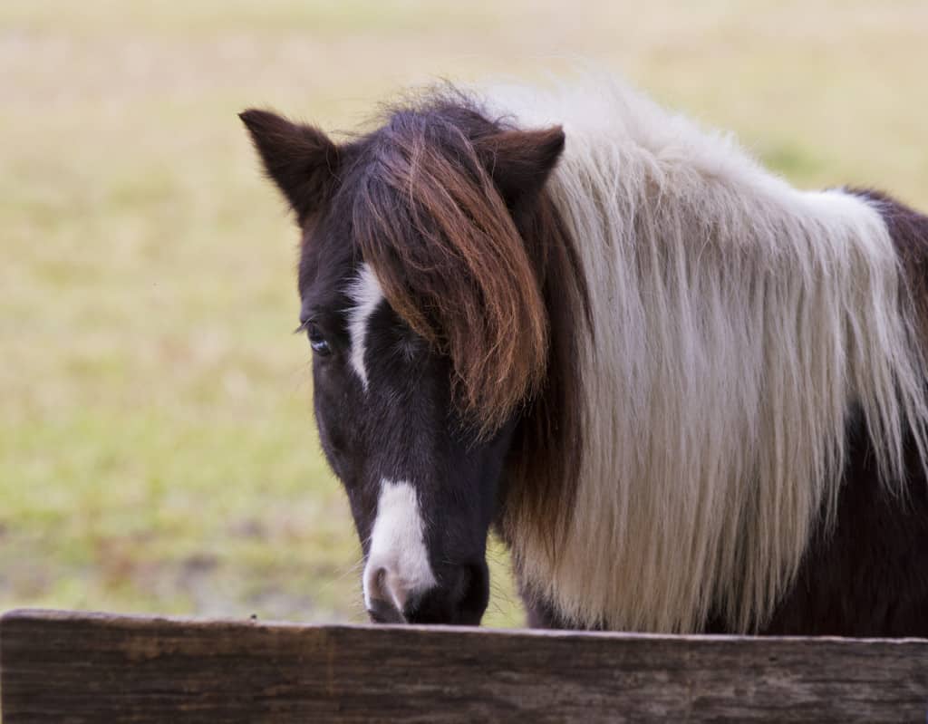 Minihorse2