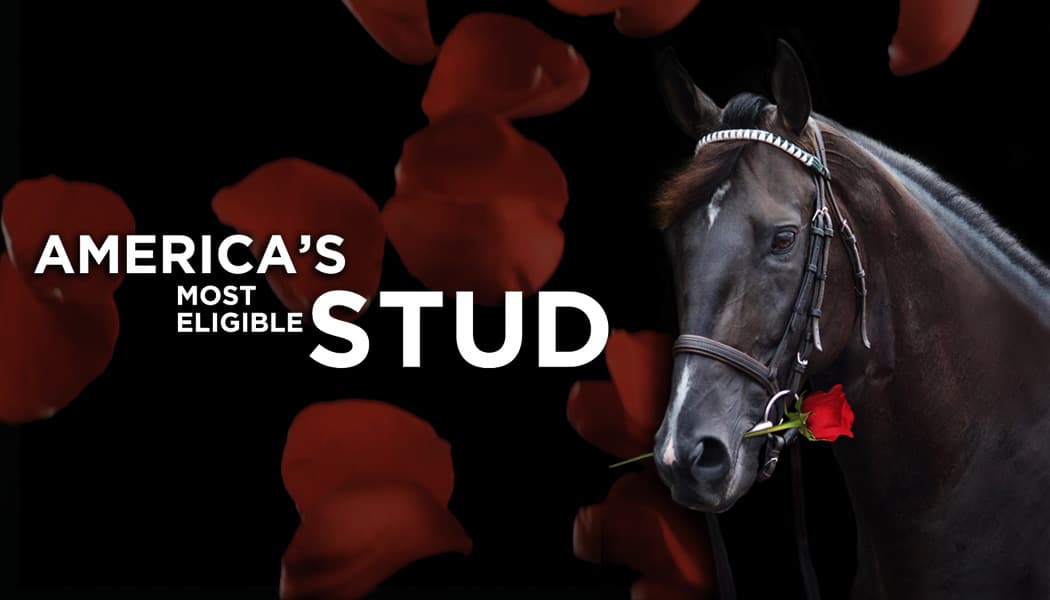 War Dancer, ‘America’s Most Eligible Stud,’ seeks 100 best mares in ‘Bachelor’-style digital media campaign