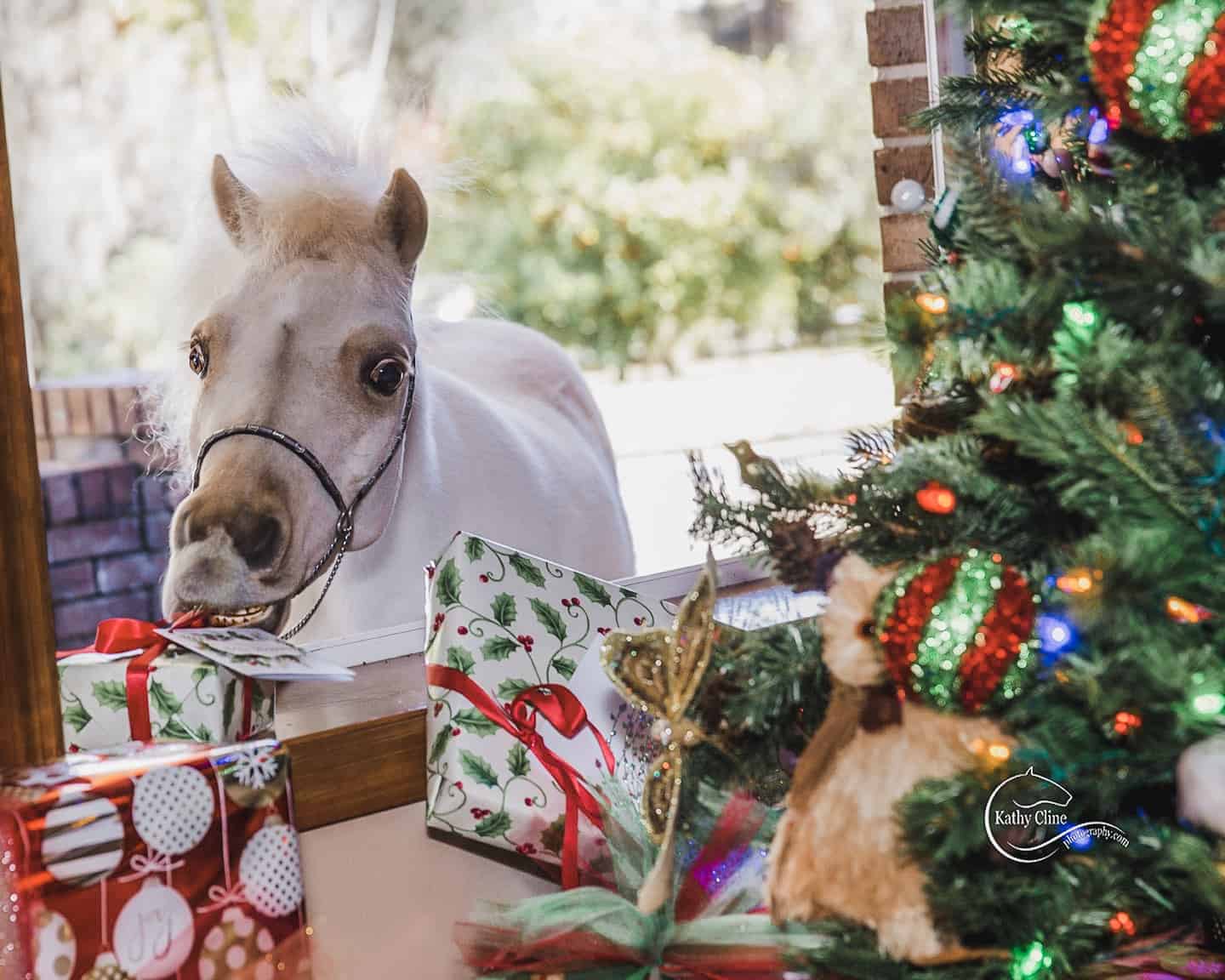 Merry Christmas From The Farm