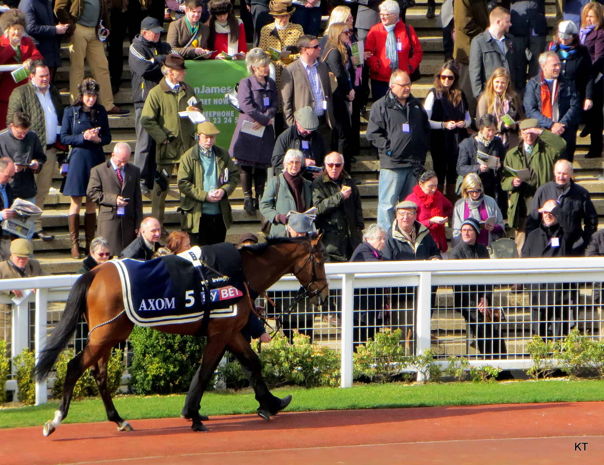 Cheltenham Festival Puts Horses First with Field Cuts