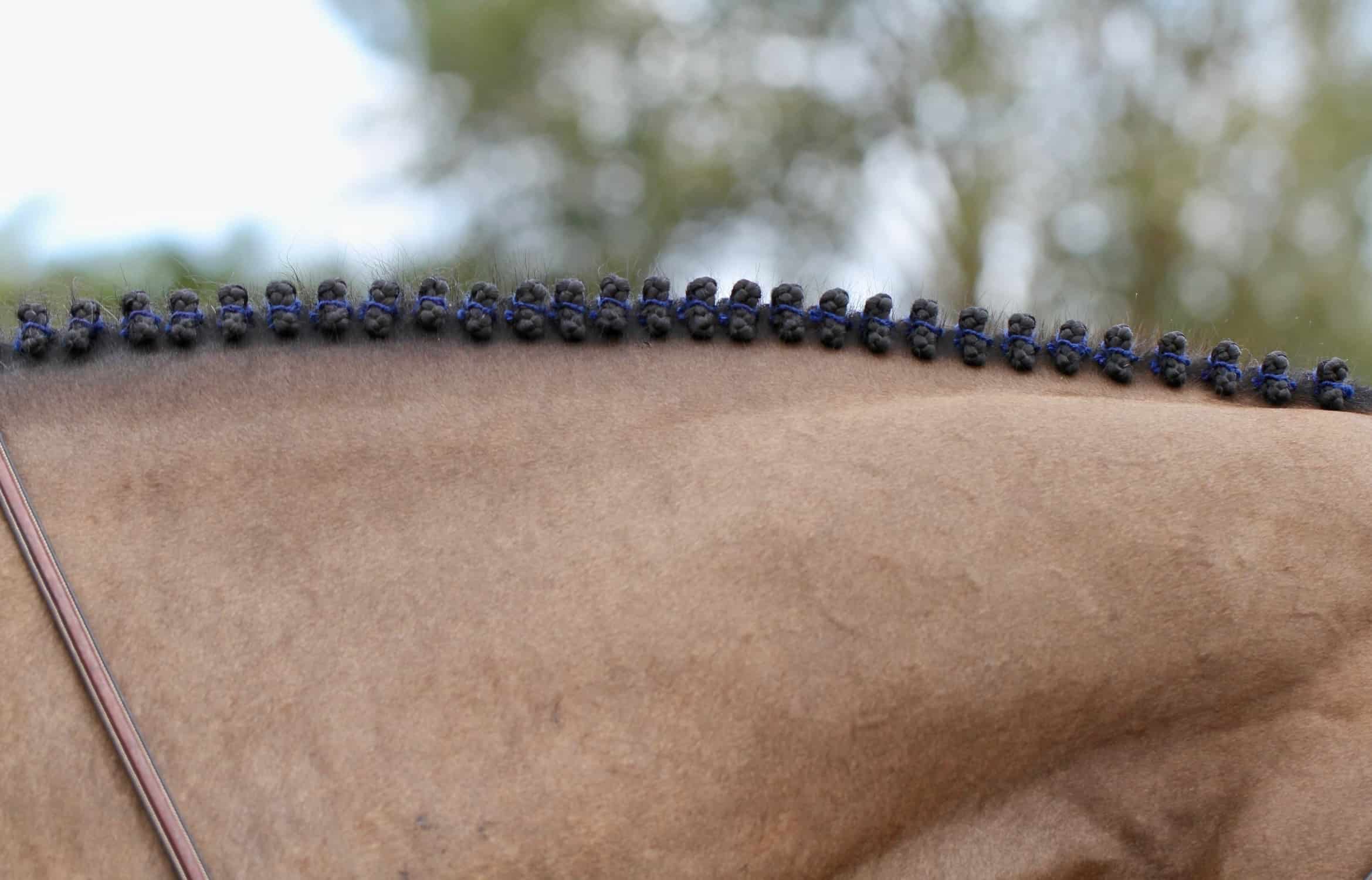 How To Braid Your Horse For The A-Circuit