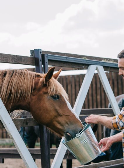 How To Create A Diet Plan For Your Horse 